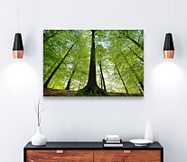 obraz lesa, les stromy forest